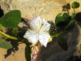 Fiore di Cappero